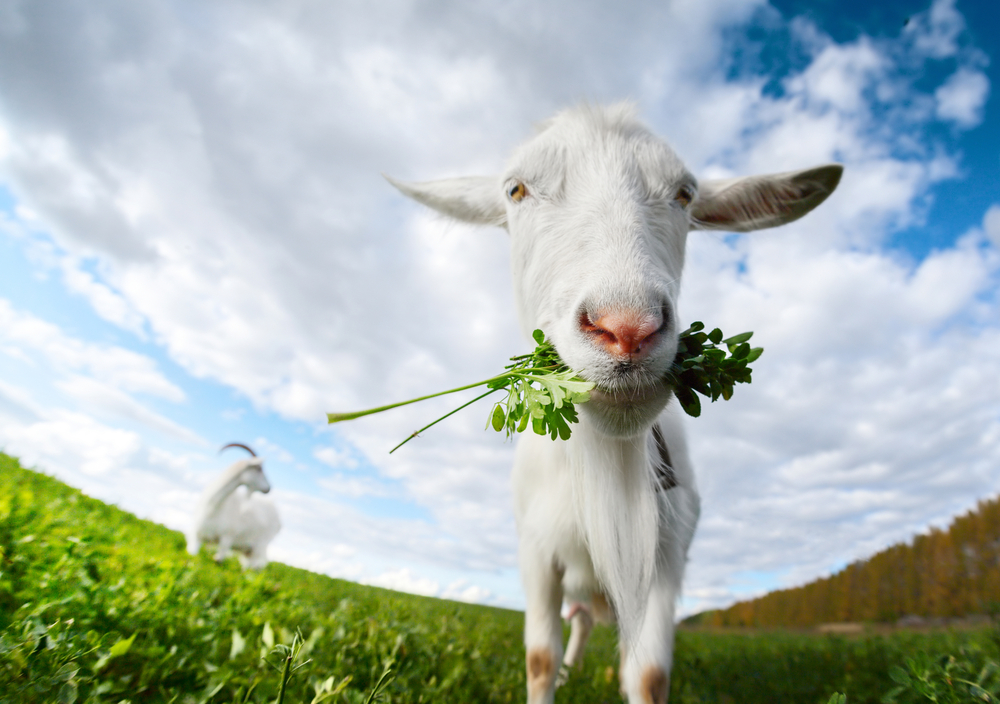What Do Goats Eat in Goat Farming?